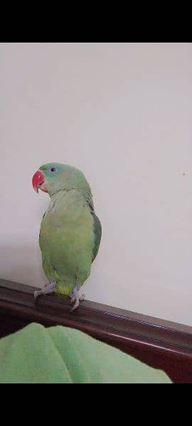 Tamed raw parrot, , talking in process, healthy a very bright colours 7