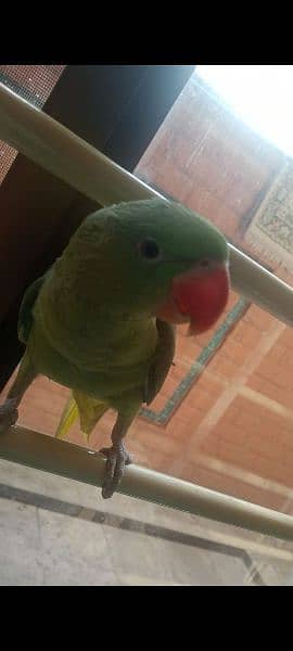 Tamed raw parrot, , talking in process, healthy a very bright colours 8
