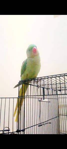 Tamed raw parrot, , talking in process, healthy a very bright colours 10