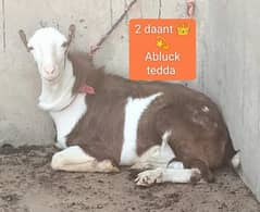 abluck tedda breeders