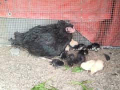 pure Aseel hen and 13 chicks/ Aseel murgi or chozy