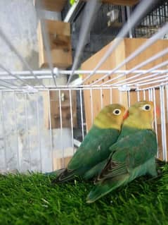 Quality Love Birds ,Nail to tail all oky,Fischeri Bloodline. . .