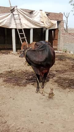 cow for sale (badiana)