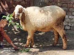 Sheep For sale