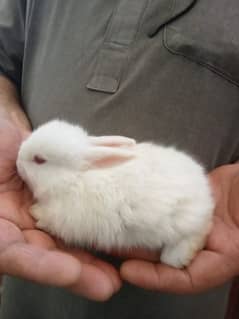 Pure white Rabbit red eyes