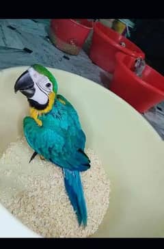 blue macaw parrot chicks for sale 0331=9791=477
