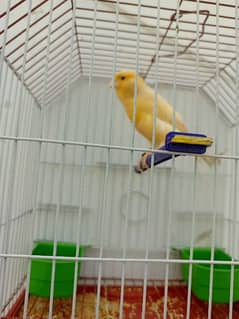 Canary for sale with cage