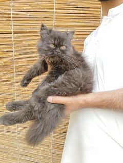 Persian Triple coated kitten (Whatsapp 03428220705)