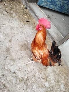 Aseel Mianwali and Spanish Rooster Healthy and Vaccinated