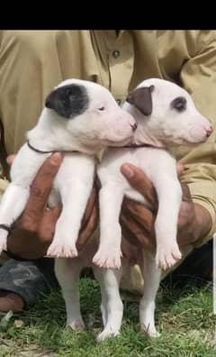 kuowati guolteer male female age 2 month for sale