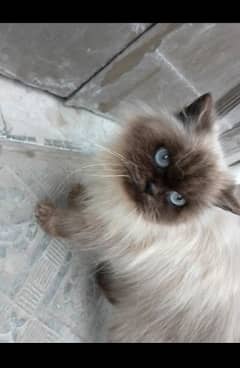 Himalayan Female breeder cat heavy quality