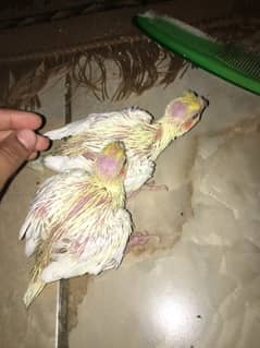 Cockatiel Chick