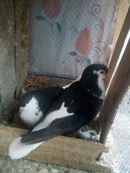 All Pigeons for sell 0