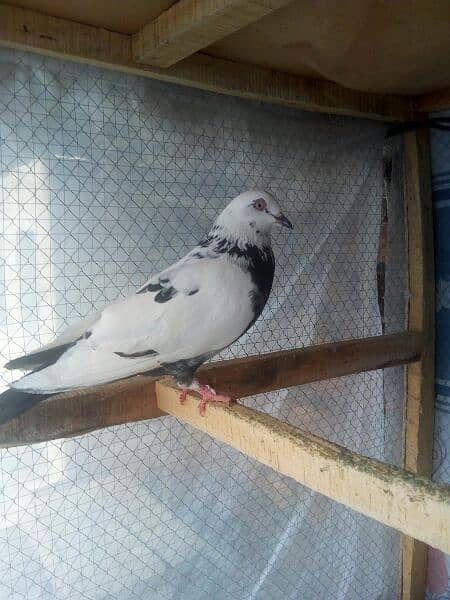 All Pigeons for sell 1