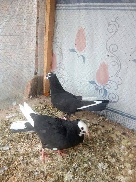 All Pigeons for sell 2