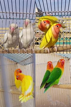 fisher/common/lutino persanata redeye/albino/cages/love bird/lovebird