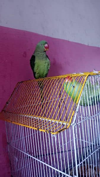 talking parrot 1