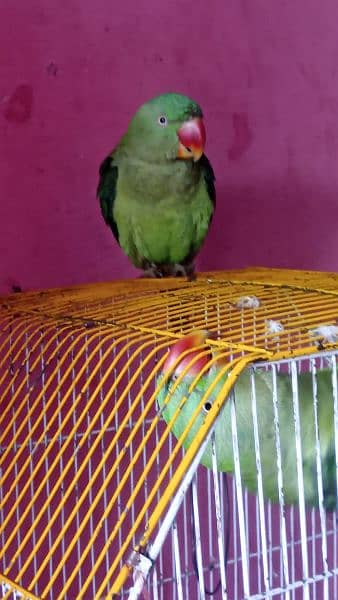 talking parrot 5