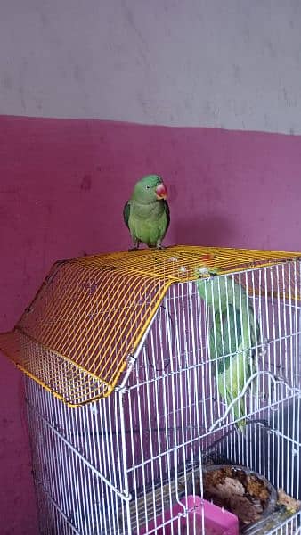 talking parrot 6