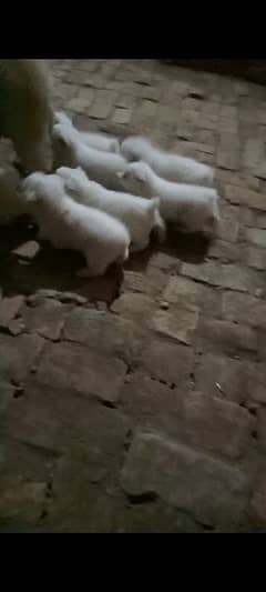 Original Russi puppies for sale in Chakwal city