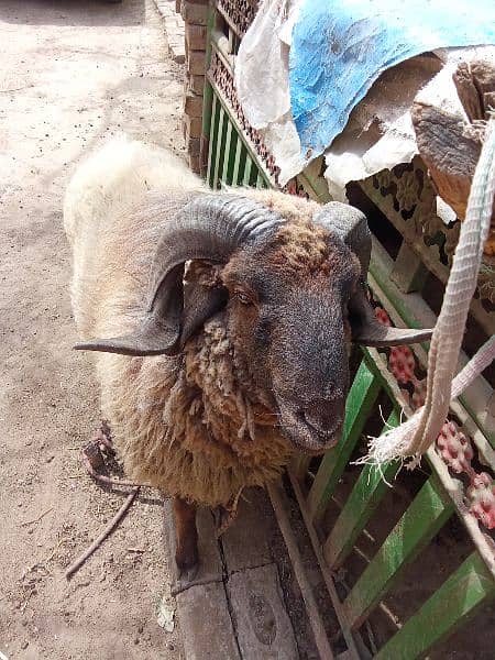 sheep for sale age 1.5 years 1