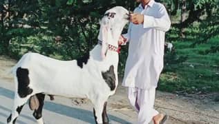 Bakra Urgent For Sale WhatsApp Number 03248391654