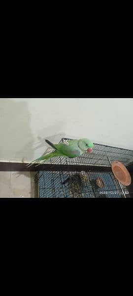 Tamed raw parrot, , talking in process, healthy a very bright colours 4