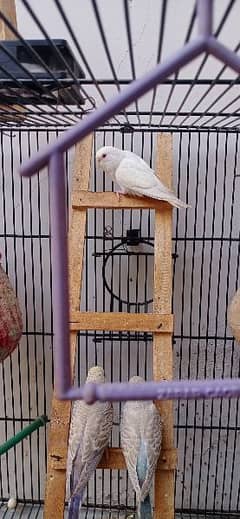 4 budgies Australian parrots for sale  one red eye and three others