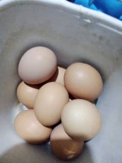 Lohmann Brown Eggs for sale