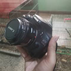CANON 550D with original 50 mm 1.8 complete accessories