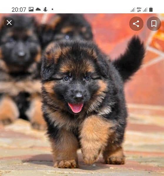German Shepherd puppies / Puppies for sale / GSD / Long coat puppies 4
