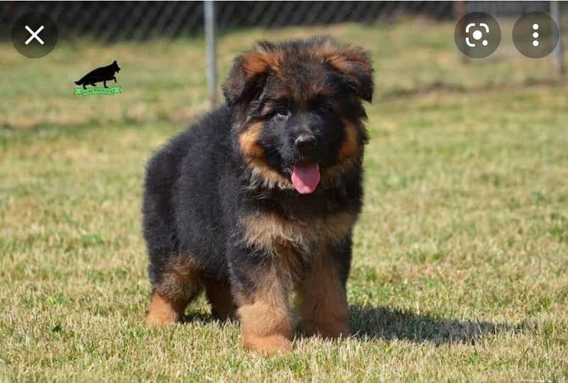 German Shepherd puppies / Puppies for sale / GSD / Long coat puppies 0