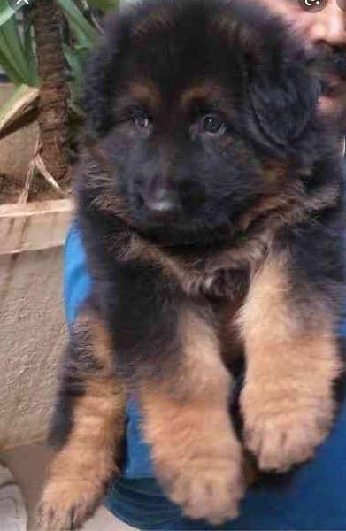 German Shepherd puppies / Puppies for sale / GSD / Long coat puppies 2