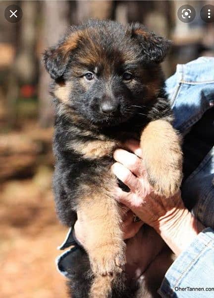 German Shepherd puppies / Puppies for sale / GSD / Long coat puppies 6