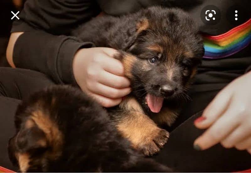 German Shepherd puppies / Puppies for sale / GSD / Long coat puppies 3