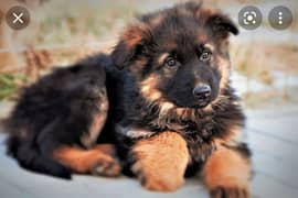 long coat Shepherd puppies available imported line