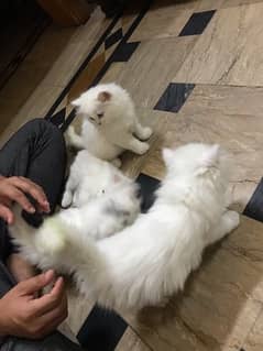 4 Parsian cats for sale triple code