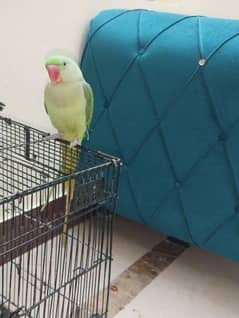 Tamed raw parrot, , talking in process, healthy a very bright colours 0
