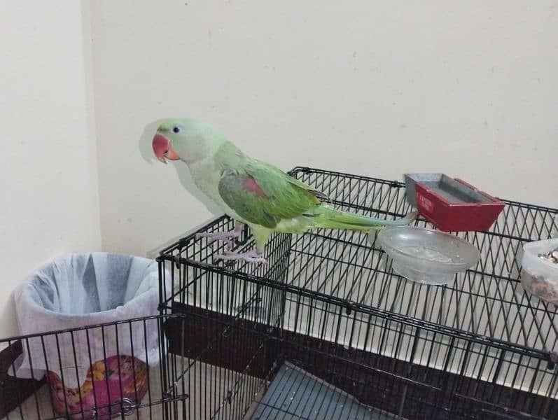Tamed raw parrot, , talking in process, healthy a very bright colours 1
