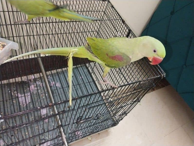 Tamed raw parrot, , talking in process, healthy a very bright colours 2