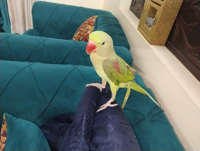 Tamed raw parrot, , talking in process, healthy a very bright colours 3
