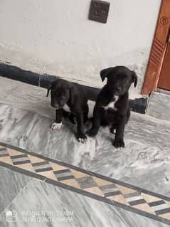 black labra for sale age 1 month