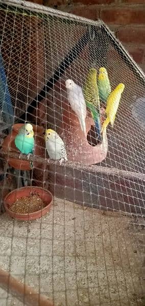 Australia Parrots Pair For Sale. 2