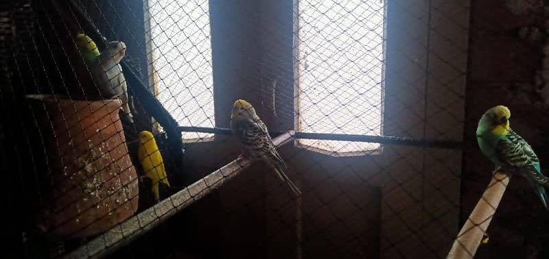 Australia Parrots Pair For Sale. 4