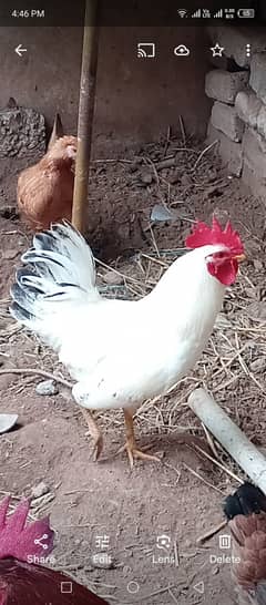 Murgha, rooster, cock