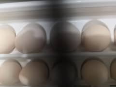Golden heavy Buff eggs