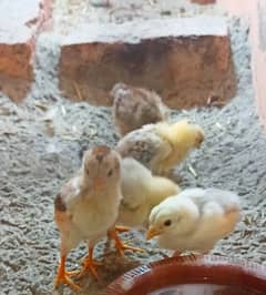 High Quality Aseel Chicks For Sale