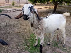 Male goat for sale tedi