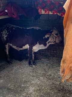 jersey cow for sell 7month complete