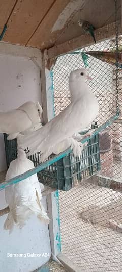 fantail pigeon